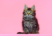 CAT 03 RK0358 12
Maine Coon Silver Tabby Kitten Sitting On Pink Seamless Studio
