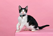 CAT 03 RK0360 09
Black And White Kitten Sitting On Pink Seamless Studio