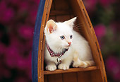 CAT 03 RK0384 01
White Kitten Sitting In Toy Boat