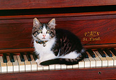 CAT 03 RK0483 02
Gray And White Kitten Laying On Piano Keys