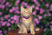 CAT 03 RK0505 03
Red Tabby Kitten Sitting On Wooden Stool