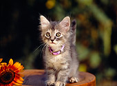 CAT 03 RK0546 02
Gray Tabby Kitten Sitting On Wooden Bench By Sunflowers