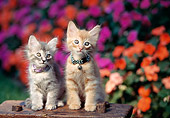 CAT 03 RK0553 03
Gray And Red Tabby Kittens Sitting Together On Wooden Stool By Flowers