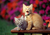 CAT 03 RK0555 01
Gray And Red Tabby Kittens Sitting On Wooden Bench By Flowers