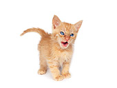 CAT 03 RK0669 06
Red Tabby Kitten Standing On White Seamless