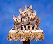 CAT 03 RK0676 05
Ocicat Kittens On Stool Studio