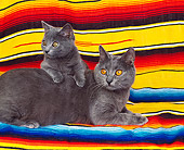 CAT 03 RK0691 04
Chartreux Cat And Kitten On Blanket Studio