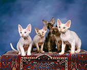 CAT 03 RK0737 02
A Group Of Devon Rex Kittens Sitting Together On Carpet Studio