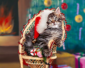 CAT 03 RK0753 07
Maine Coon Gray Tabby Kitten Sitting In Chair Wearing Santa Hat Studio