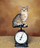 CAT 03 RK0805 03
Tabby Kitten Sitting On Weight Scale Brown Mottled Background