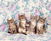 CAT 03 RK0819 03
Four Tabby Kittens