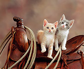 CAT 03 RK0832 04
Two Kittens Sitting On Western Saddle