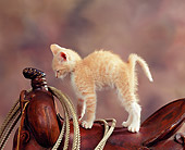 CAT 03 RK0833 12
Orange Kitten Leaning On Saddle With Rope Brown Background