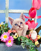 CAT 03 RK0841 06
Head Shot Of Kitten In Flower Box