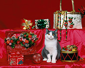 CAT 03 RK0896 15
Gray And White British Shorthair Kitten Sitting By Christmas Decorations On Red Silk Material