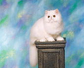 CAT 03 RK0902 05
Persian Kitten Sitting On Pedestal Studio