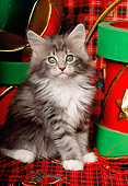 CAT 03 RK0917 01
Maine Coon Kitten Sitting By Christmas Drums And Ball