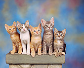 CAT 03 RK0955 01
A Group Of Kittens Sitting On Pedestal Mottled Background