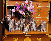 CAT 03 RK1009 10
A Group Of Maine Coon Kittens Sitting On Wooden Desk With Flowers
