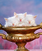 CAT 03 RK1043 01
Three White Kittens Sleeping In Gold Bowl