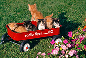CAT 03 RK1103 07
A Group Of Kittens Playing Around Red Wagon On Grass By Flowers
