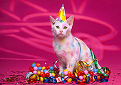 CAT 03 RK1142 13
Colorful Kitten Wearing Party Hat
