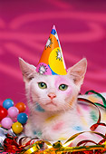 CAT 03 RK1143 07
Head Shot Of Colorful Kitten Wearing Party Hat