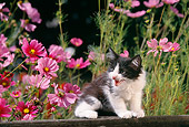 CAT 03 RK1221 02
Black And White Kitten Sitting On Fence By Pink Flowers