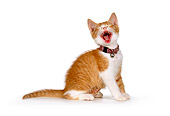 CAT 03 RK1386 01
Humorous Shot Of Orange And White Kitten With Collar With Mouth Open On White Seamless