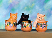 CAT 03 RK1418 06
Head Shots Of Kittens Sitting In Three Seperate Flower Pots