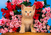 CAT 03 RK1423 18
Orange Kitten Sitting By Flowers Studio