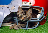 CAT 03 RK1456 05
Tabby Kitten Laying Inside Football Helmet By Shoulder Pads
