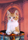 CAT 03 RK1515 08
Head Shot Of Orange And White Kitten Sitting In Flower Pot