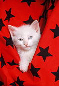 CAT 03 RK1597 01
Head Shot Of White Kitten In Black And Red Star Material