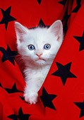 CAT 03 RK1597 05
Head Shot Of White Kitten In Black And Red Star Material