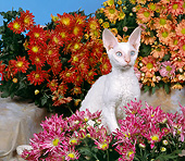 CAT 03 RK1610 06
White Devon Rex Kitten Sitting By Flowers