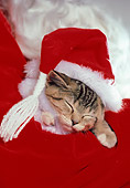 CAT 03 RK1680 02
Tabby Kitten Sleeping In Santa's Arms Wearing Santa Hat