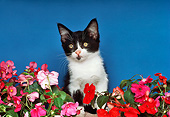 CAT 03 RK2006 06
Head Shot Of Black And White Kitten By Flowers Blue Background