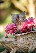 CAT 03 RK2026 02
Head Shot Of Gray Persian Kitten In Frog Basket With Flowers