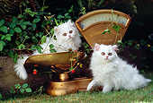 CAT 03 RK2132 08
Two White Kittens On Weigh Scale On Grass By Bushes
