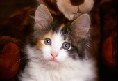 CAT 03 RK2239 08
Head Shot Of Calico Kitten In Wooden Chest Teddy Bear Background
