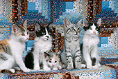 CAT 03 RK2351 02
A Group Of Kittens Sitting Together On Quilt Background