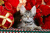 CAT 03 RK2523 06
Head Shot Of Gray Kitten Wearing a Collar Next To Christmas Decorations On A Rug