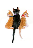 CAT 03 RK2525 16
Three Kittens With Collars On White Seamless Studio