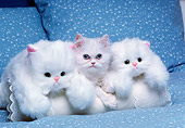 CAT 03 RK2689 01
White Persian Kitten Laying On White Pillow With Two White Stuffed Cat Toys