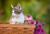 CAT 03 RK2696 01
Tabby Calico Kitten Sitting In Basket By Flowers