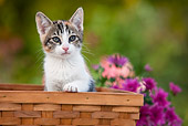 CAT 03 RK2697 01
Tabby Calico Kitten Sitting In Basket By Flowers