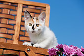 CAT 03 RK2698 01
Tabby Calico Kitten Sitting In Basket By Flowers