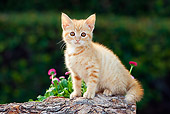 CAT 03 RK2702 01
Orange Tabby Kitten Sitting On Log By Flowers