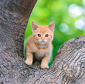 CAT 03 RK2703 01
Orange Tabby Kitten Standing In Fork Of Tree